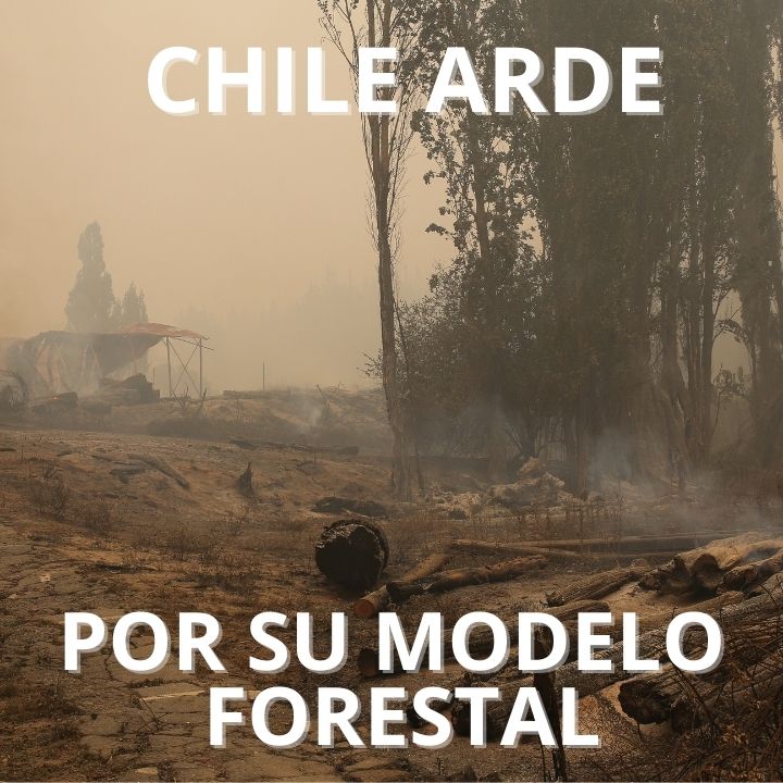 INFORME: Chile arde por su modelo forestal